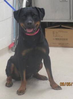 Princess (54) -  Rottweiler Dog for Adoption in Marietta, Georgia - Princess (54) | PetCurious
