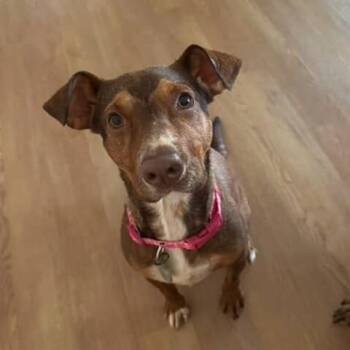 Rescue Terrier Dogs for Adoption in Columbia, South Carolina - Tie Dye | PetCurious