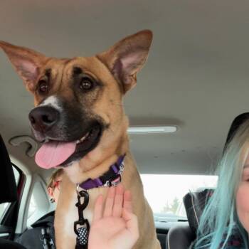 German Shepherd Dog Dogs Available for Adoption - Zira | PetCurious