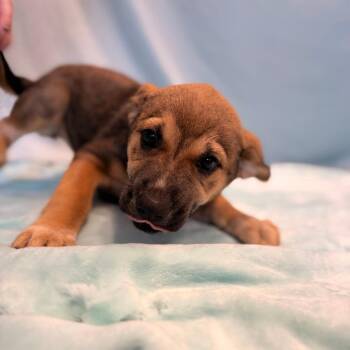 Shepherd and Mixed Breed Dogs Available for Adoption in Chesapeake, Virginia - Rocket | PetCurious