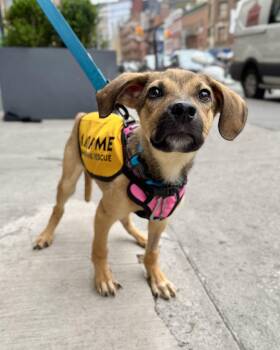 Black Mouth Cur Dogs Available for Adoption in New York, New York - Endless Horizon | PetCurious