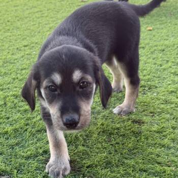 Border Collie and Shepherd Dogs Available for Adoption in Lakewood Ranch, Florida - Toast | PetCurious