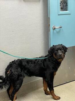 BROCK -  Rottweiler Dog for Adoption in Las Vegas, Nevada - BROCK | PetCurious
