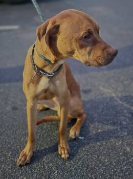 Ic 1 -  Pit Bull Terrier Dog for Adoption in Lawrenceville, Georgia - Ic 1 | PetCurious