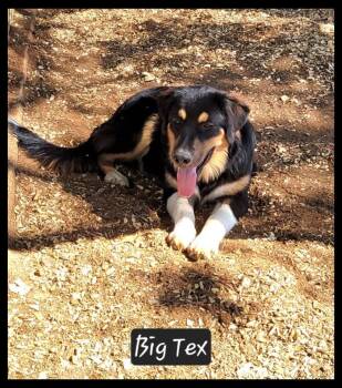 Big Tex -  Australian Shepherd and Great Pyrenees Dog for Adoption in Granbury, Texas - Big Tex | PetCurious