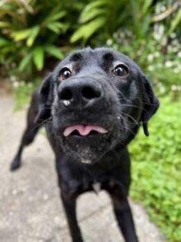 Labrador Retriever and Mixed Breed Dogs Available for Adoption in New Orleans, Louisiana - Sammi | PetCurious