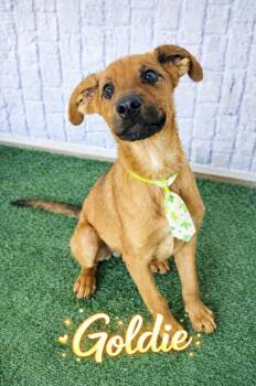 Golden Retriever and Shepherd Dogs Available for Adoption - Goldie  | PetCurious