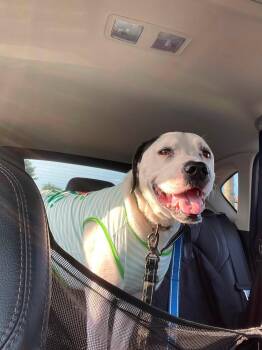 Henry -  Pit Bull Terrier Dog for Adoption in Pembroke, Massachusetts - Henry | PetCurious
