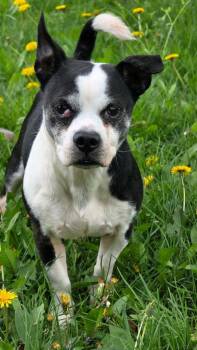 Boston Terrier Dogs Available for Adoption in Huntington, Indiana - Atlas | PetCurious
