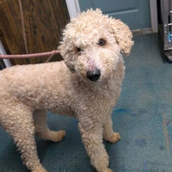 Standard Poodle Dogs Available for Adoption - POPCORN | PetCurious