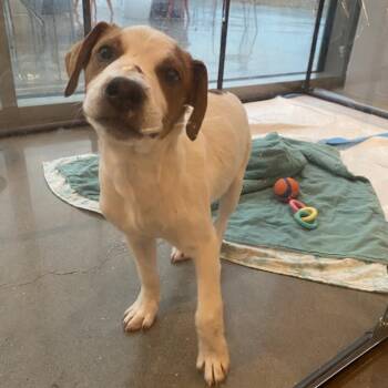 Mixed Breed Dogs Available for Adoption in Bentonville, Arkansas - Button | PetCurious