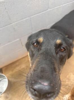 Ivory -  German Shepherd Dog Dog for Adoption in Lawrenceburg, Tennessee - Ivory | PetCurious