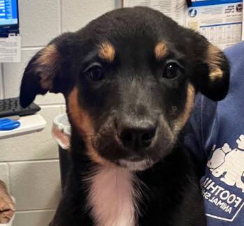Hattie -  Border Collie and Pit Bull Terrier Dog for Adoption in Golden, Colorado - Hattie | PetCurious
