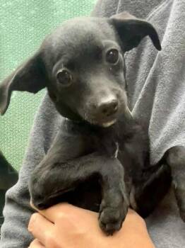 Rescue Chihuahua and Terrier Dogs for Adoption in West Hollywood, California - Sally | PetCurious