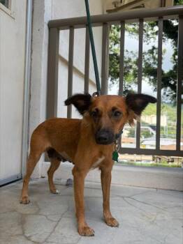 Dixie -  Mixed Breed Dog for Adoption in Honolulu, Hawaii - Dixie | PetCurious