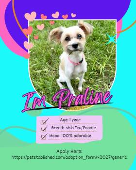 Shih Poo Dogs Available for Adoption in Lockhart, Texas - Praline The Perfect Accessory | PetCurious