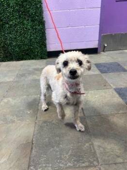 Terrier and Mixed Breed Dogs Available for Adoption in El Paso, Texas - LIZZY | PetCurious