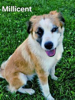 Australian Shepherd Dogs Available for Adoption in Franklin, Tennessee - MAGNIFICENT MILLICENT | PetCurious