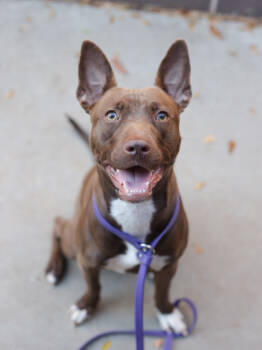 Rescue Mixed Breed Dogs for Adoption in Atlanta, Georgia - Brandi | PetCurious