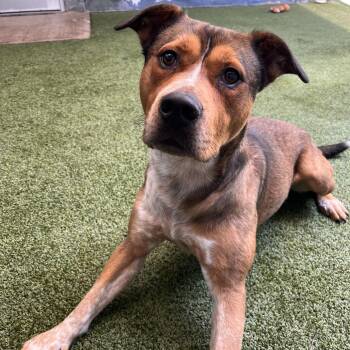 Max -  Mixed Breed Dog for Adoption in Fairport, New York - Max | PetCurious