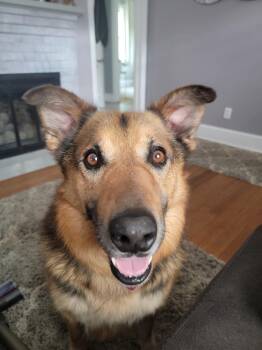 Rescue Shepherd Dogs for Adoption in East Haddam, Connecticut - Lazlo | PetCurious
