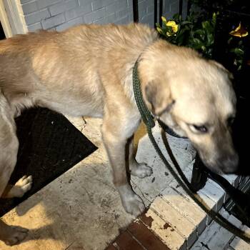 Mixed Breed Dogs Available for Adoption in Columbus, Georgia - 04/11/2026-Stray-CalhounDrive | PetCurious