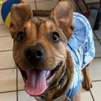 Mixed Breed Dogs Available for Adoption - Winnie | PetCurious