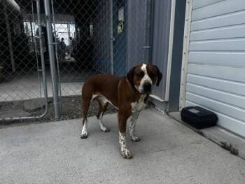 Rip - 61094698 -  Pit Bull Terrier Dog for Adoption in Elko, Nevada - Rip - 61094698 | PetCurious