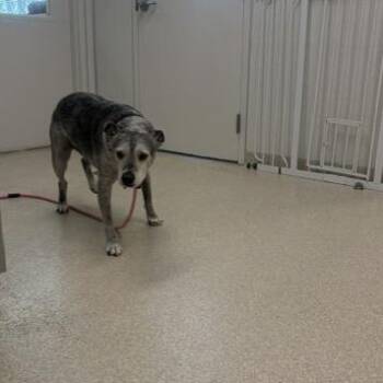 Toes -  Terrier Dog for Adoption - Toes | PetCurious