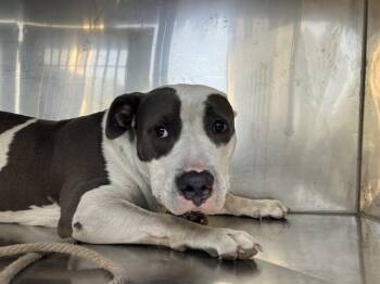DOOBIE -  Mixed Breed Dog for Adoption in Dallas, Texas - DOOBIE | PetCurious