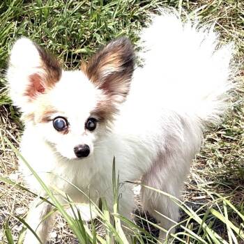 Dakota -  Papillon Dog for Adoption in Gulfport, Mississippi - Dakota | PetCurious