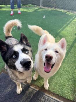 Siberian Husky Dogs Available for Adoption in New Kensington, Pennsylvania - Remy | PetCurious
