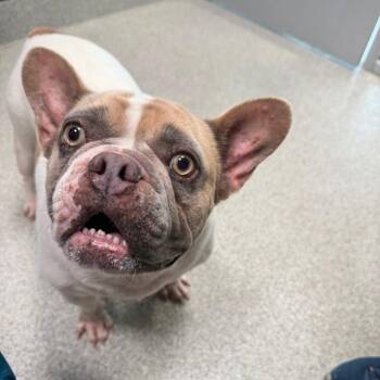 Meatball -  French Bulldog Dog for Adoption in Englewood, Florida - Meatball | PetCurious