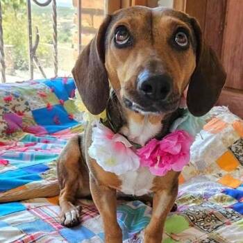 Dachshund and Beagle Dogs Available for Adoption in Cupertino, California - LADA Almost 3 Years Old And 21 Pounds | PetCurious