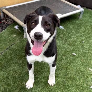 Lassy -  Collie Dog for Adoption in Walden, New York - Lassy | PetCurious
