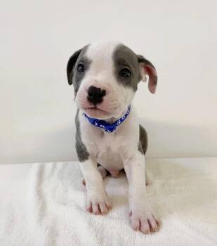 Rescue Mixed Breed Dogs for Adoption in Los Angeles, California - Gingerbread Man | PetCurious