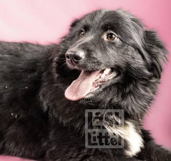 Australian Shepherd Dogs Available for Adoption - Oreo | PetCurious