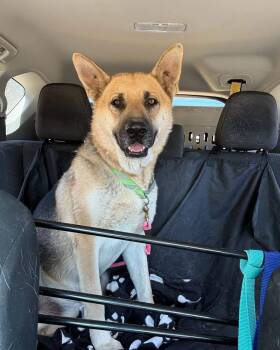Chance -  German Shepherd Dog Dog for Adoption - Chance | PetCurious