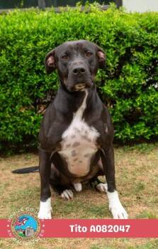 Tito -  American Bulldog Dog for Adoption in Mobile, Alabama - Tito | PetCurious