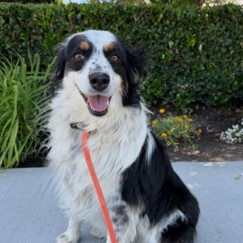 Stella -  Australian Shepherd Dog for Adoption in Newport Beach, California - Stella | PetCurious