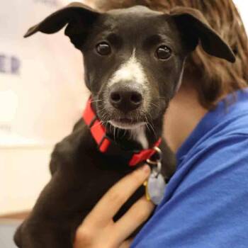 Lucy -  Mixed Breed Dog for Adoption in Port Washington, New York - Lucy | PetCurious