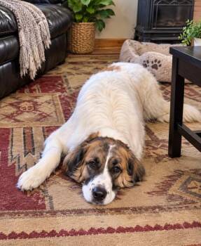 Ruby Pyr -  Great Pyrenees and Border Collie Dog for Adoption in Midway, Utah - Ruby Pyr | PetCurious