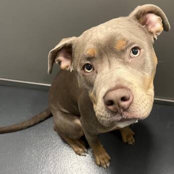 Mixed Breed Dogs Available for Adoption - Smokey | PetCurious