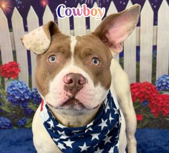 Cowboy -  Mixed Breed Dog for Adoption in Flint, Michigan - Cowboy | PetCurious