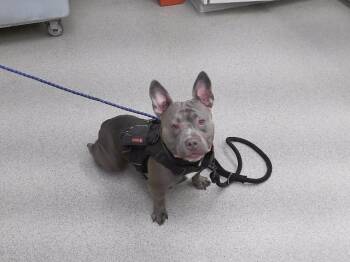TOYOTA -  English Bulldog and Mixed Breed Dog for Adoption in Omaha, Nebraska - TOYOTA | PetCurious
