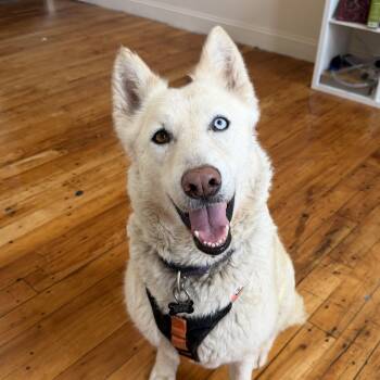 Tap Water -  Husky Dog for Adoption in Columbia, South Carolina - Tap Water | PetCurious