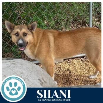 German Shepherd Dog Dogs Available for Adoption - Shani 032126 | PetCurious