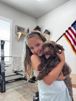 Poodle Dogs Available for Adoption in Piedmont, Oklahoma - Gabby | PetCurious