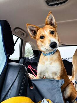 Mixed Breed Dogs Available for Adoption in Sartell, Minnesota - Canon | PetCurious