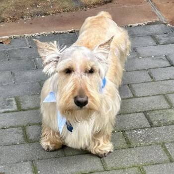 Scottish Terrier Dogs Available for Adoption in Broken Arrow, Oklahoma - Oliver | PetCurious